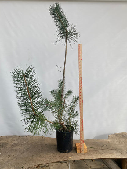Scots Pine in a gallon pot (PSG-04)