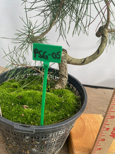 Scots Pine in a 6" basket (PSG-05)