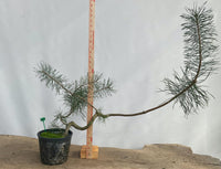 Scots Pine in a 6" basket (PSG-05)