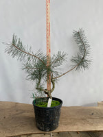 Scots Pine in a 6" basket (PSG-05)