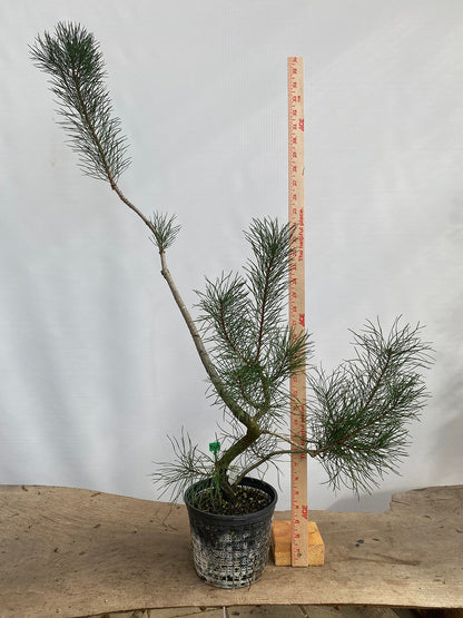 Shore Pine in a 6" basket (PCG-01)