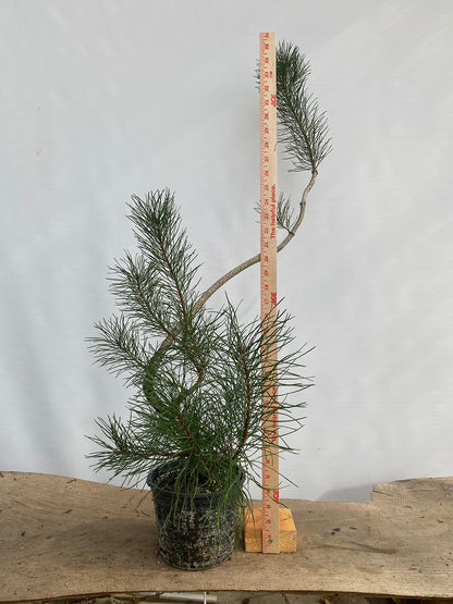 Shore Pine in a 6" basket (PCG-01)