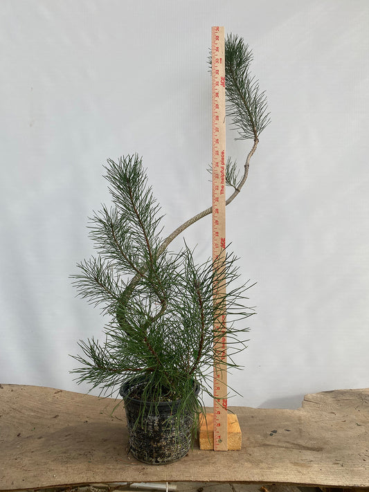 Shore Pine in a 6" basket (PCG-01)
