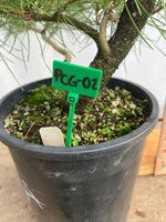 Shore Pine in a gallon pot (PCG-02)