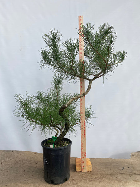 Shore Pine in a gallon pot (PCG-02)