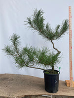 Shore Pine in a gallon pot (PCG-02)