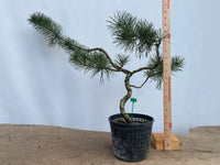 Shore Pine in a gallon pot (PCG-03)