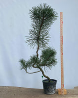 Shore Pine in a gallon pot (PCG-03)
