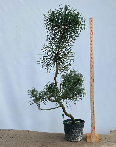 Shore Pine in a gallon pot (PCG-03)