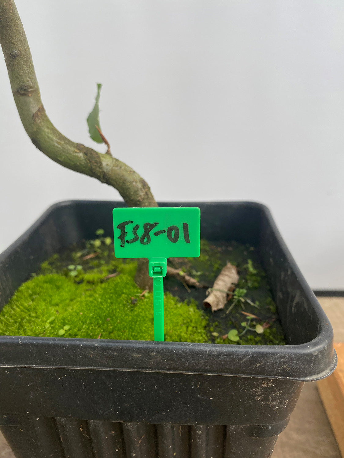 European Beech in a 6" pot (FS6-01)