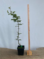European Beech in an 8" pot (FS8-01)