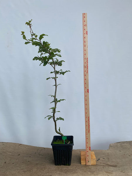 European Beech in an 8" pot (FS8-01)