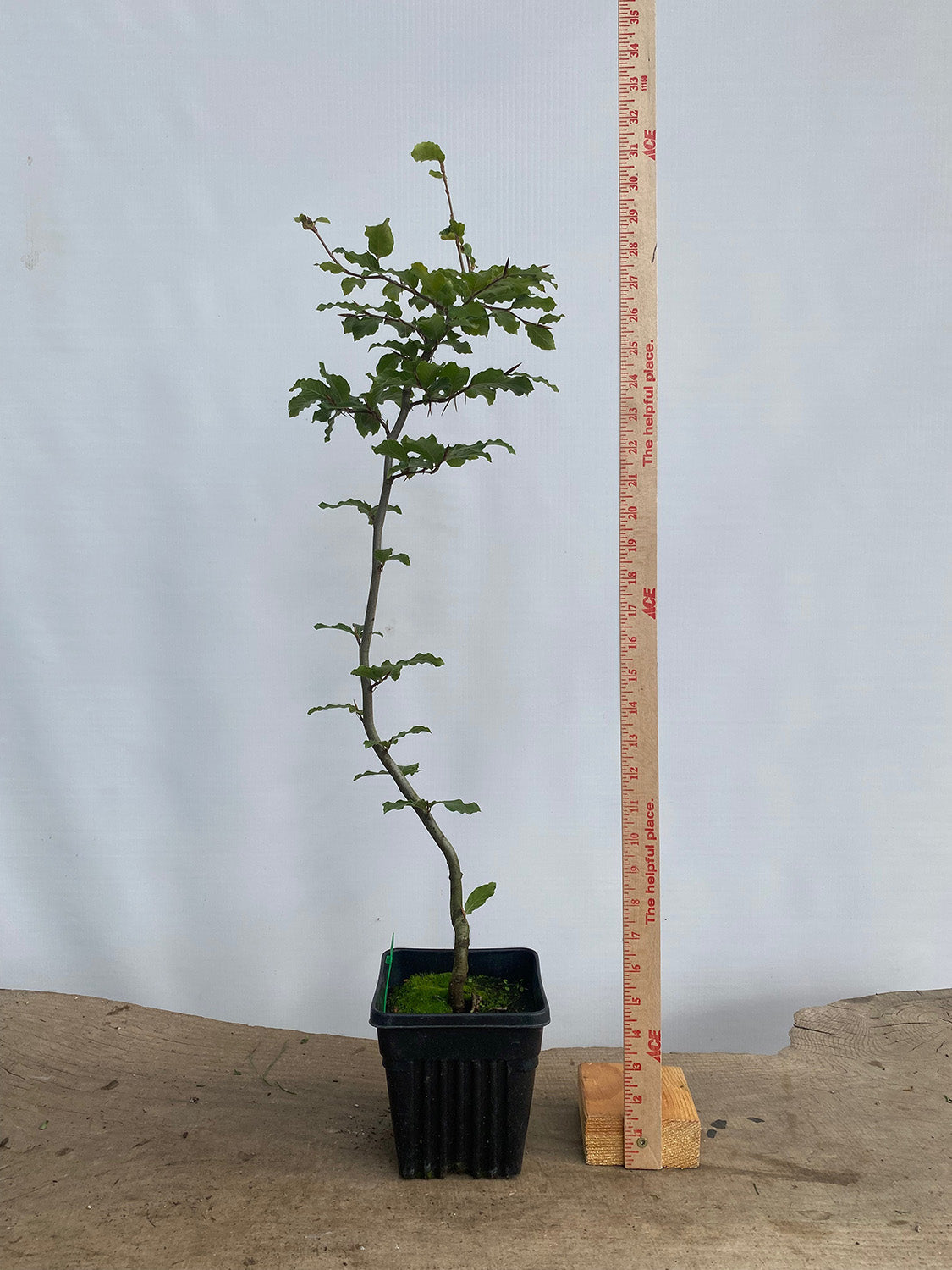 European Beech in a 6" pot (FS6-01)