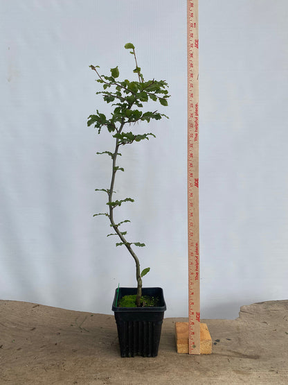 European Beech in a 6" pot (FS6-01)