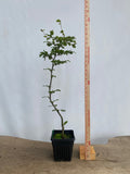European Beech in an 8" pot (FS8-01)