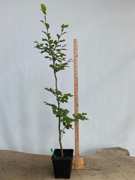 European Beech in an 8" pot (FS8-02)