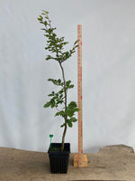 European Beech in an 8" pot (FS8-02)