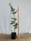 European Beech in an 8" pot (FS8-02)