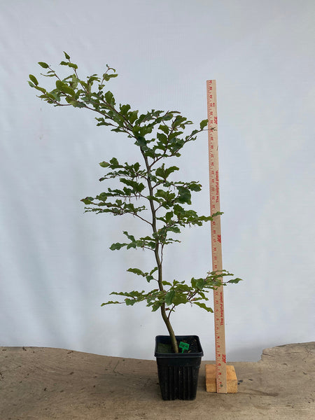 European Beech in an 8" pot (FS8-03)
