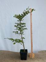European Beech in an 8" pot (FS8-03)