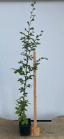European Beech in an 8" pot (FS8-05)