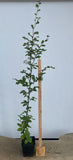 European Beech in an 8" pot (FS8-05)
