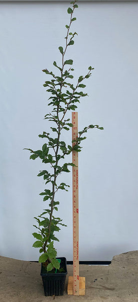 European Beech in an 8" pot (FS8-05)