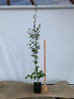 European Beech in an 8" pot (FS8-05)