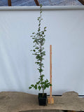 European Beech in an 8" pot (FS8-05)