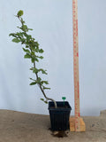 European Beech in an 8" pot (FS8-06)