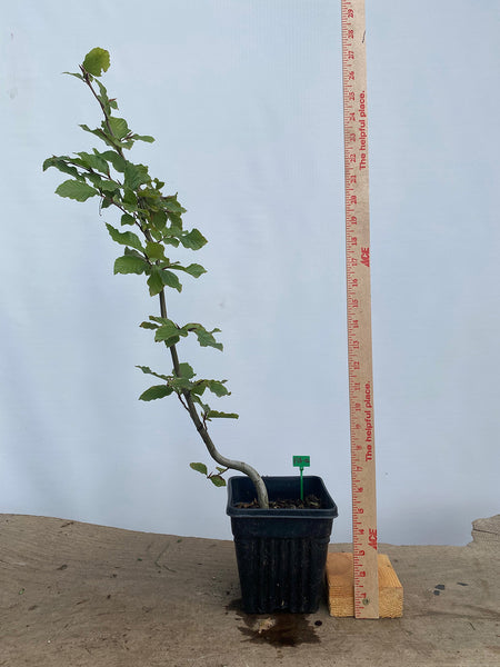 European Beech in an 8" pot (FS8-06)