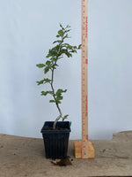European Beech in an 8" pot (FS8-06)