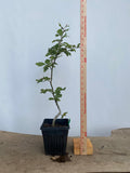 European Beech in an 8" pot (FS8-06)