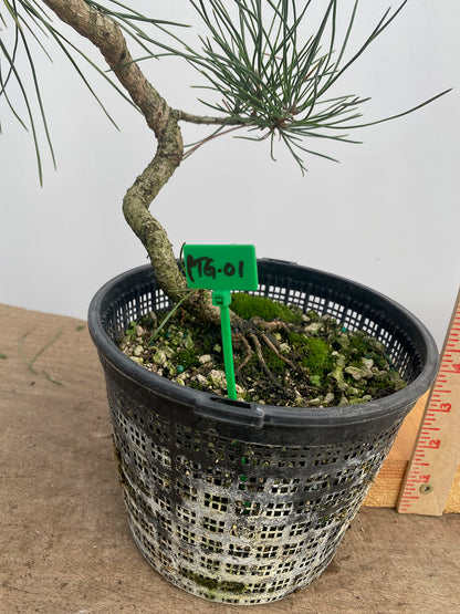 Japanese Black Pine in 6" Basket (PTG-01)