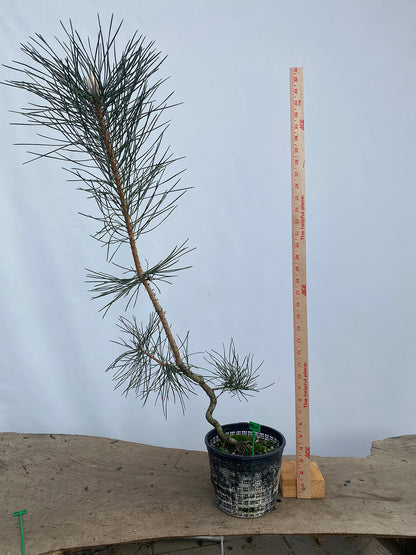 Japanese Black Pine in 6" Basket (PTG-01)