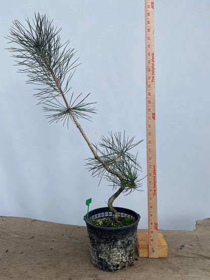 Japanese Black Pine in 6" Basket (PTG-01)