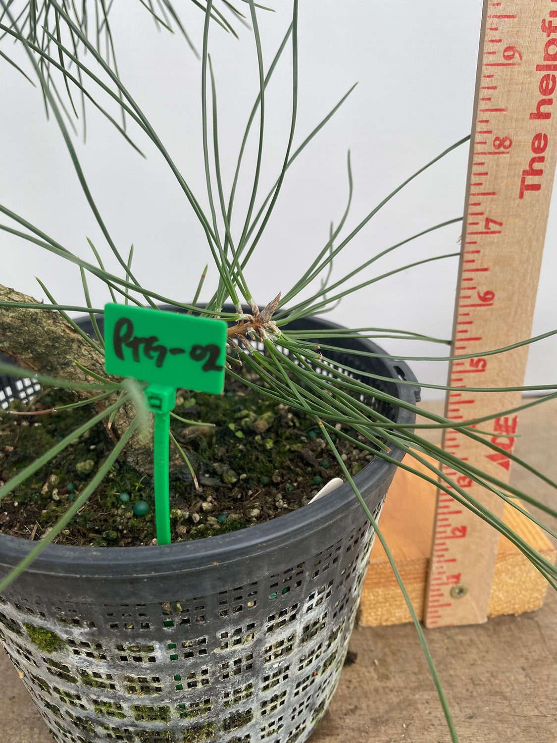 Japanese Black Pine in 6" Basket (PTG-02)