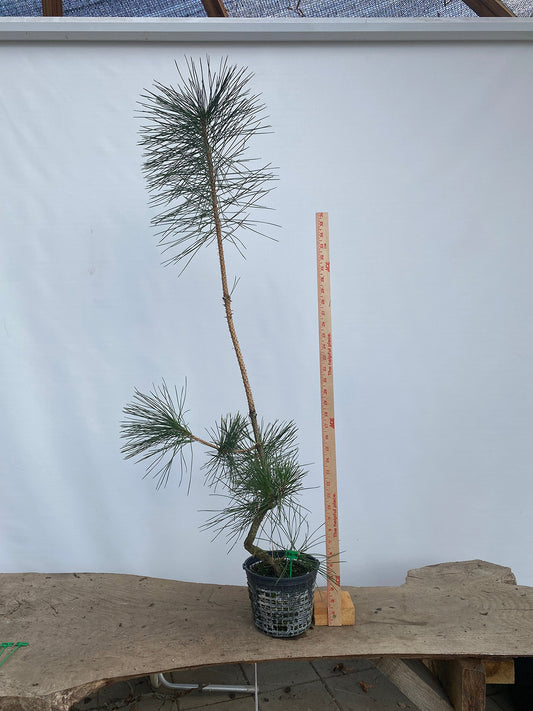 Japanese Black Pine in 6" Basket (PTG-02)
