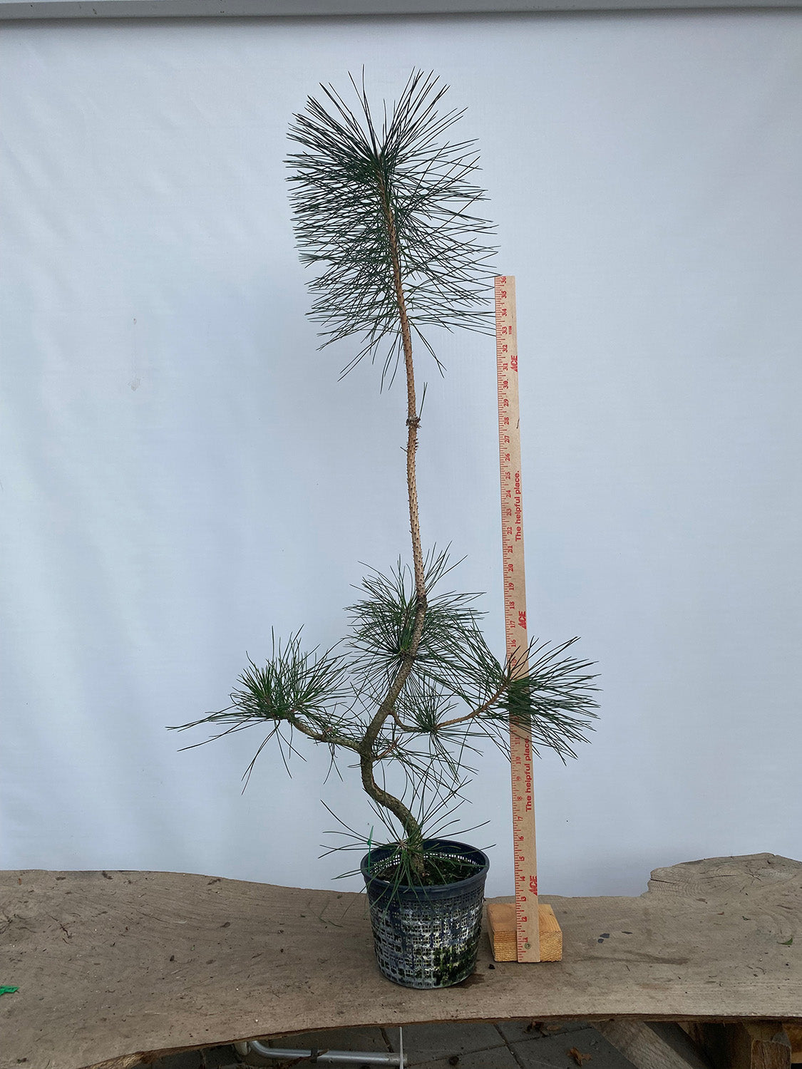 Japanese Black Pine in 6" Basket (PTG-02)
