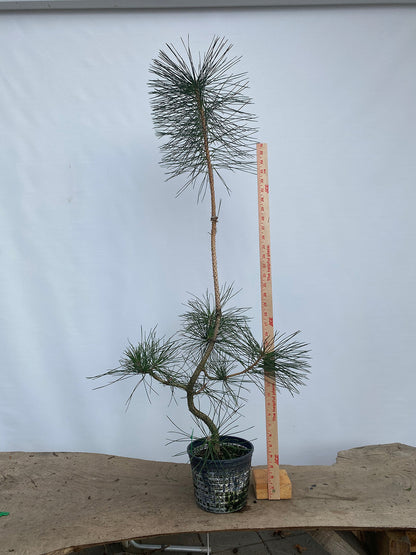 Japanese Black Pine in 6" Basket (PTG-02)