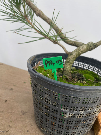 Japanese Black Pine in 6" Basket (PTG-03)