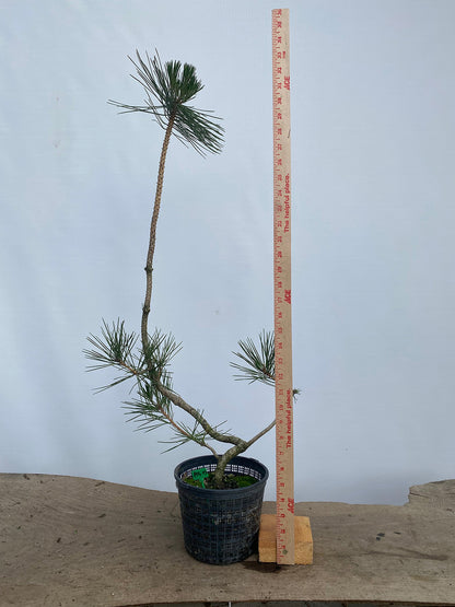 Japanese Black Pine in 6" Basket (PTG-03)