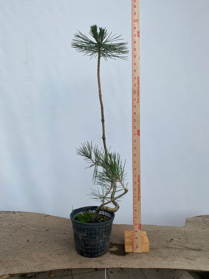 Japanese Black Pine in 6" Basket (PTG-03)