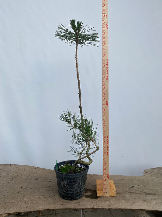 Japanese Black Pine in 6" Basket (PTG-03)