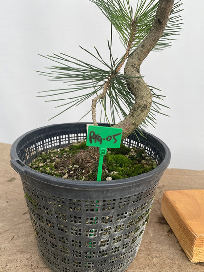 Japanese Black Pine in 6" Basket (PTG-05)