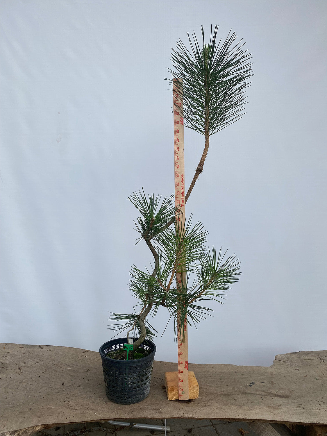 Japanese Black Pine in 6" Basket (PTG-05)