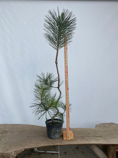 Japanese Black Pine in 6" Basket (PTG-05)