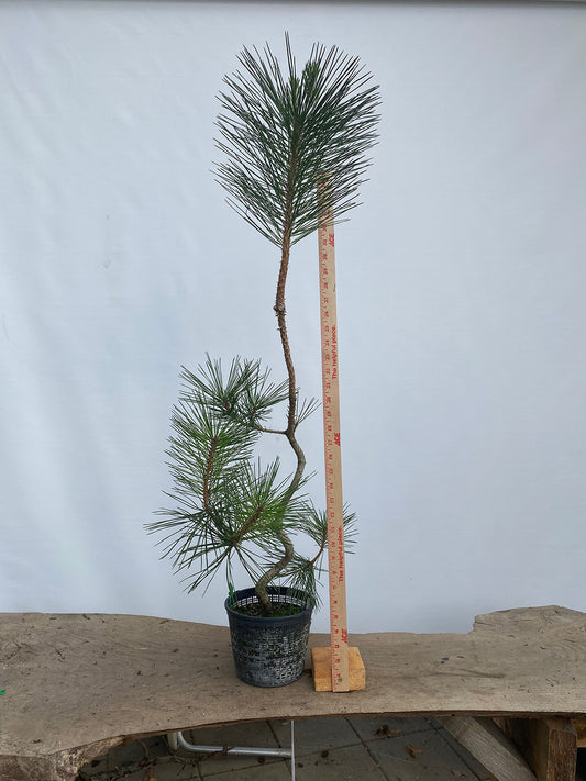 Japanese Black Pine in 6" Basket (PTG-05)