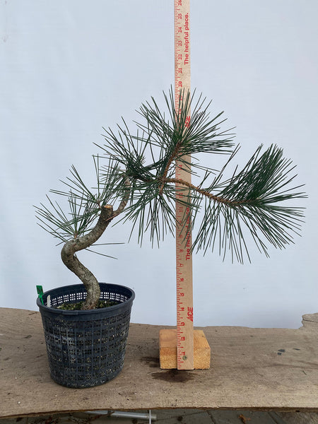 Japanese Black Pine in 6" Basket (PTG-04)