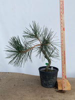 Japanese Black Pine in 6" Basket (PTG-04)